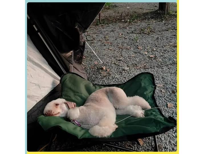 Hamac d'extérieur pliable pour animaux de compagnie, lit, chaise, coussin, chat, chiot, déjeuner, camping, canapé, accessoires pour animaux de compagnie