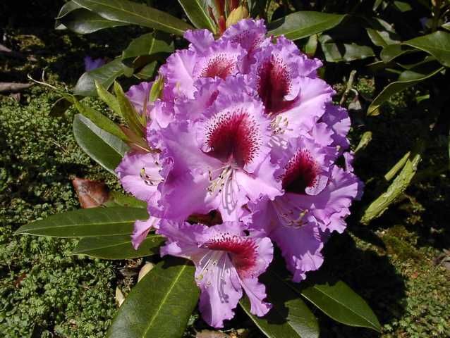 Pflanzen Rhododendron PG II + III Liebhaber blau 5 l Container