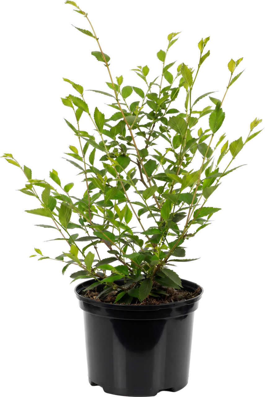 Pflanzen Heckenulme Ulmus Die Heckenheldin 17cm Topf, 40-60 cm hoch