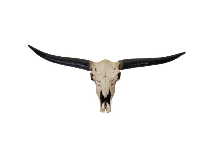 DEKO SCHÄDEL STIER Beige, Schwarz