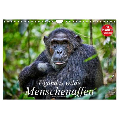 Ugandas wilde Menschenaffen (Wandkalender 2026 DIN A4 quer), CALVENDO Monatskalender