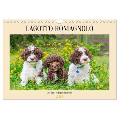 Lagotto Romagnolo - der Trüffelhund Italiens (Wandkalender 2027 DIN A4 quer), CALVENDO Monatskalender