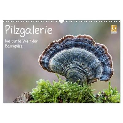 Pilzgalerie - Die bunte Welt der Baumpilze (Wandkalender 2027 DIN A3 quer), CALVENDO Monatskalender