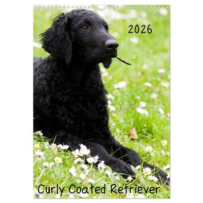 Curly Coated Retriever 2026 (Wandkalender 2026 DIN A3 hoch), CALVENDO Monatskalender
