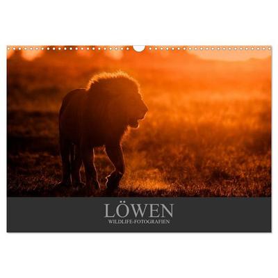 Löwen Wildlife-Fotografien (Wandkalender 2027 DIN A3 quer), CALVENDO Monatskalender