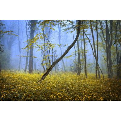 Fototapete PAPERMOON "WALD-HERBST NATUR LANDSCHAFT BÄUME NEBEL BAUM BLUMEN", bunt, B:4,5m L:2,8m, Vlies, Tapeten