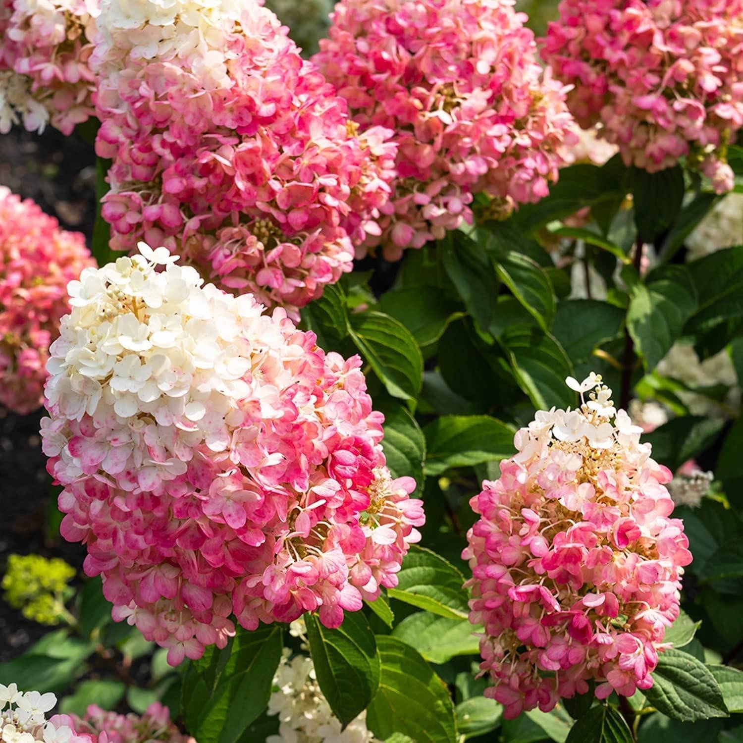 Winterharde Hortensia Paniculata Pinky Promise - 3 stuks - Dutch Bulbs