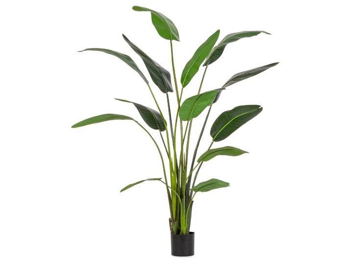 Kunstpflanzen Strelitzie H: 235 cm Bizzotto