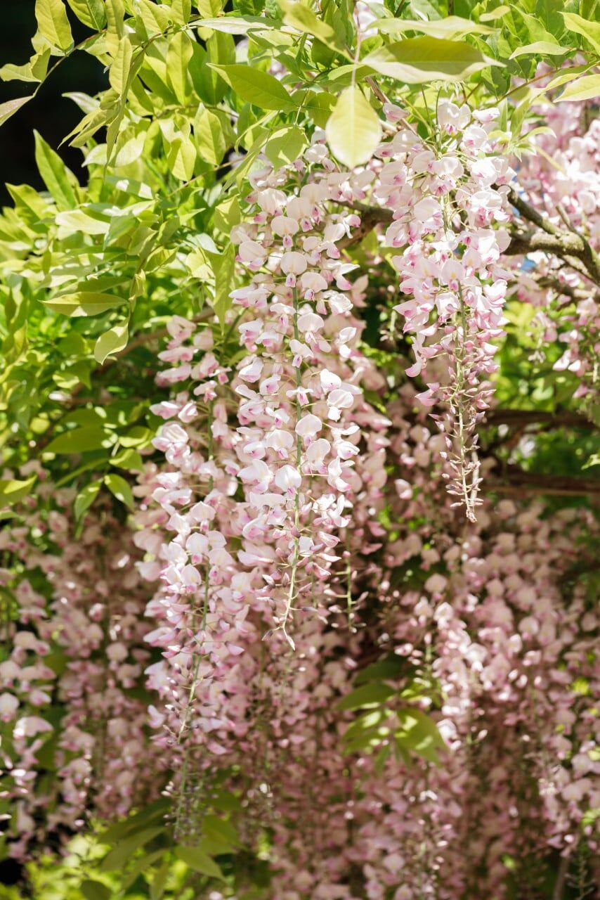 Pflanzen Blauregen Wisteria Rosea H ca 40 cm 2l Eckcontainer