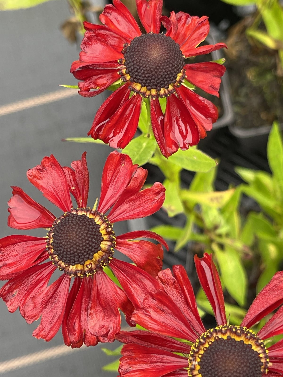 6x Helenium hybr. Kupferzwerg GRDplanten - Rood/Bruin - Perennial
