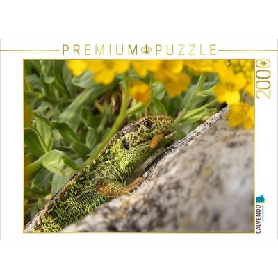 CALVENDO Puzzle Eidechsenmann beim Fressen | 2000 Teile Lege-Größe 90x67cm Foto-Puzzle für glückliche Stunden