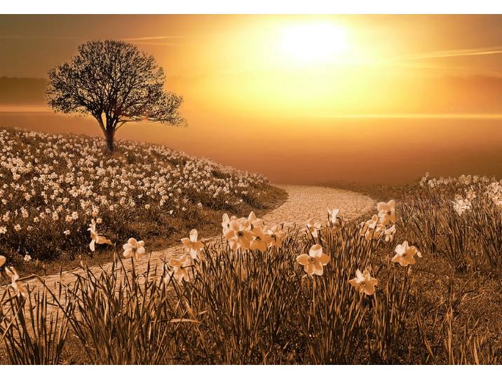 Fototapete PAPERMOON Magische Landschaft , bunt, B:5m L:2,8m, Vlies, Tapeten, Fototapete