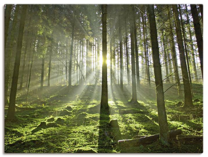 Wandbild ARTLAND Wald im Gegenlicht , grün (farbe bild(er): grün), B:60cm H:45cm, Bilder, Wandbild, als Leinwandbild, Poster in verschied. Grössen