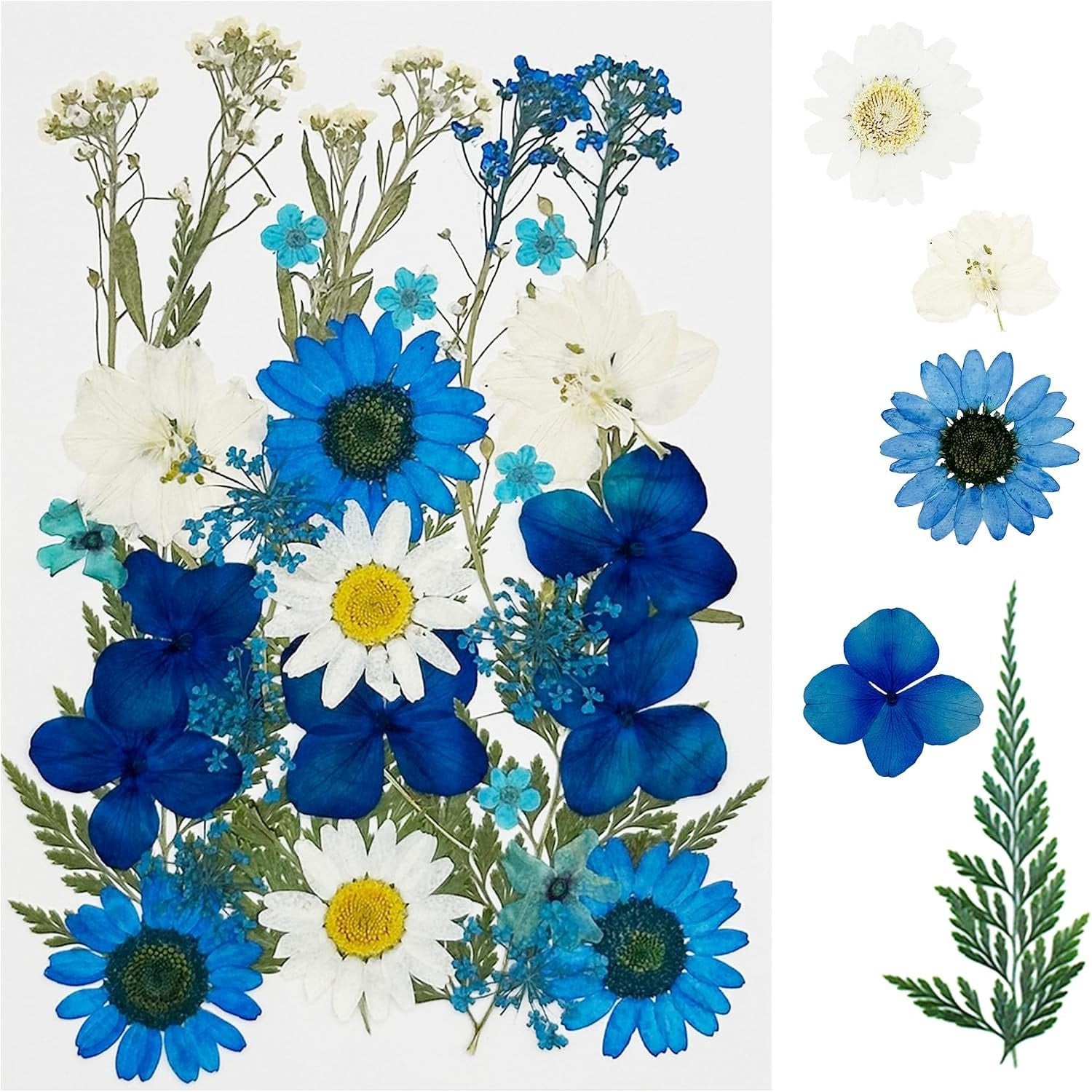 35 Stukken Natuurlijke Blauwe Gedroogde Persbloemen voor DIY Sieraden, Kaarsen en Decoratie