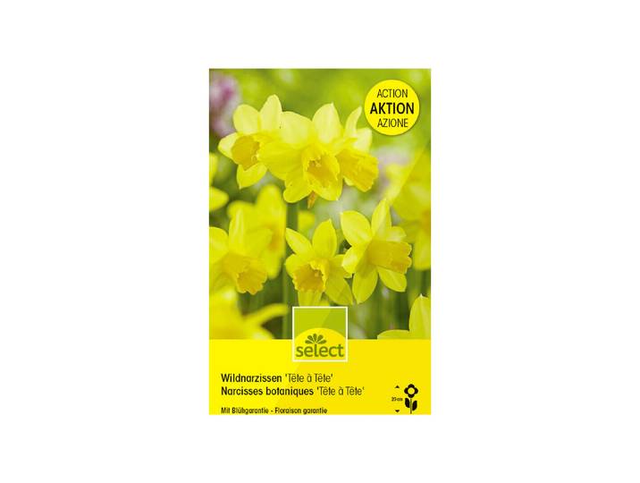 Select Blumenzwiebel Narzis Tête à tête GP