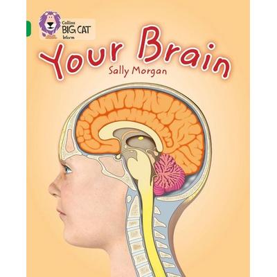 Your Brain, Taschenbuch von Sally Morgan, HarperCollins, 978-0-00-746545-3