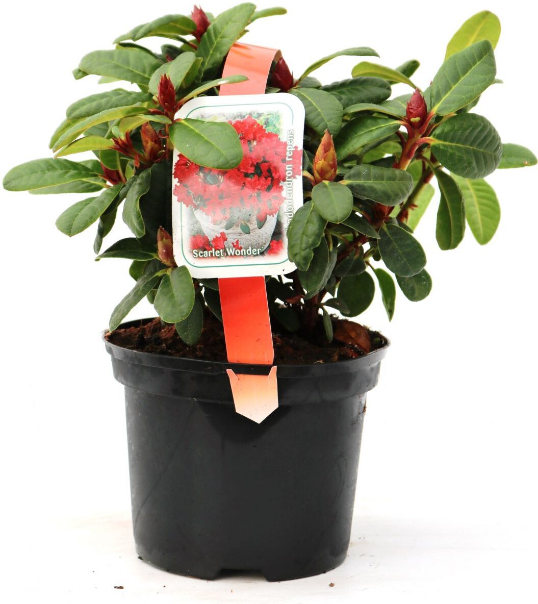 Pflanzen Zwergrhododendron Repens Scarlett Wonder 2 L Container