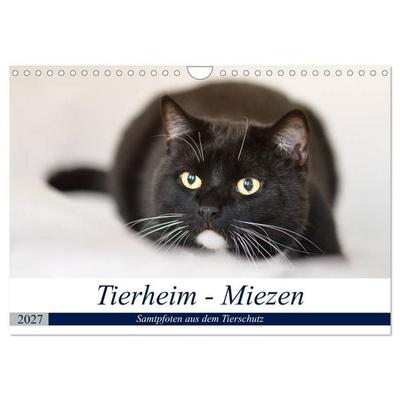 Tierheim - Miezen (Wandkalender 2027 DIN A4 quer), CALVENDO Monatskalender