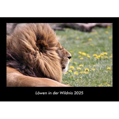 Löwen in der Wildnis 2025 Fotokalender DIN A3