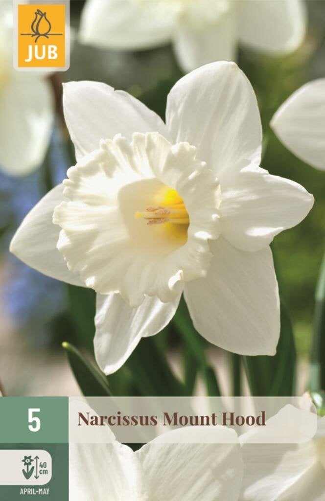 Narcis Mount Hood 5 bollen