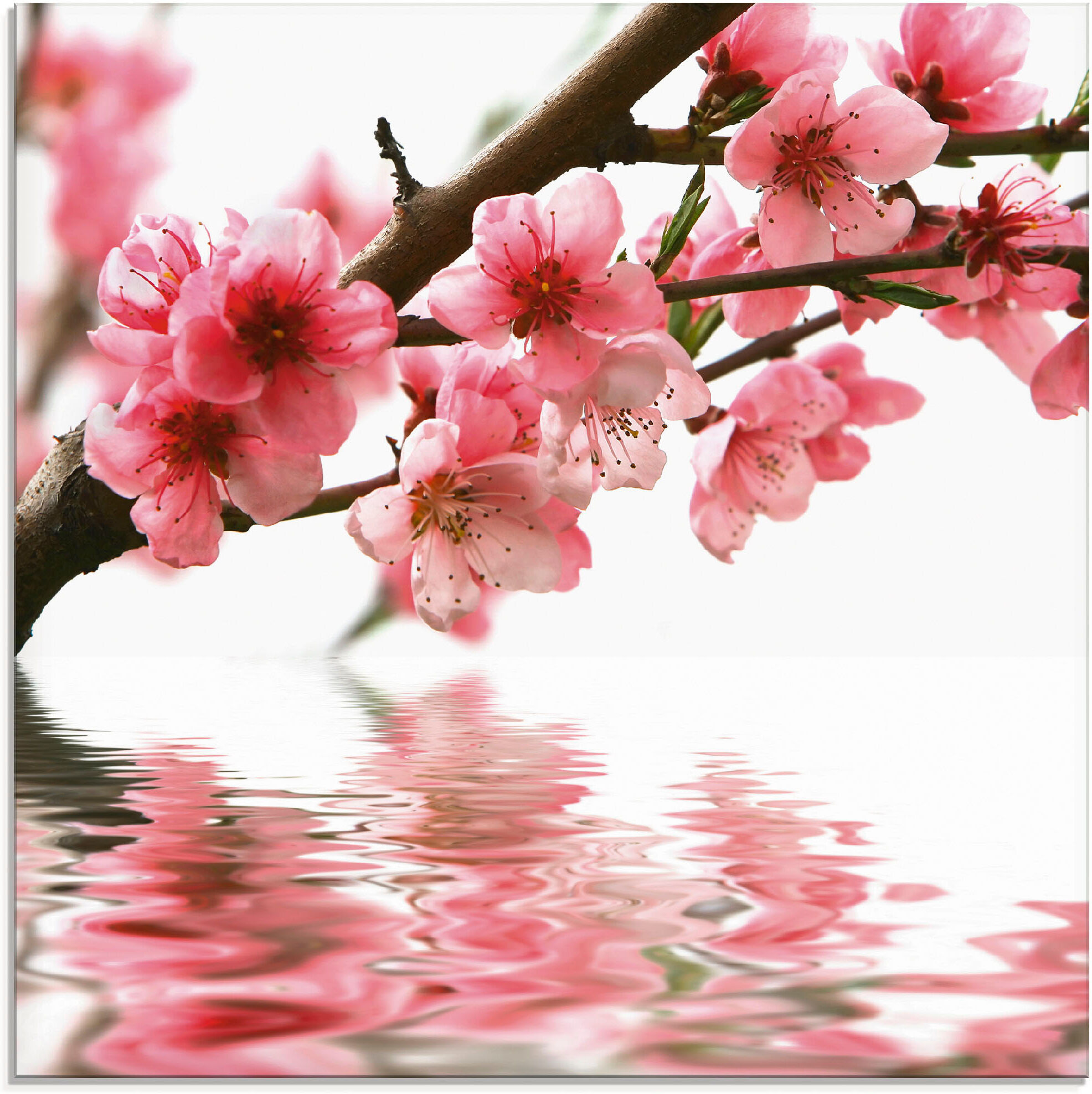 Artland "Pfirsichblüten reflektieren im Wasser" Blumen 1 Stk. tlg. in verschiedenen Grössen farbe bild(er): pink B/H/T: 50cm x 50cm, Glasbild Blumen, 1 Stk.