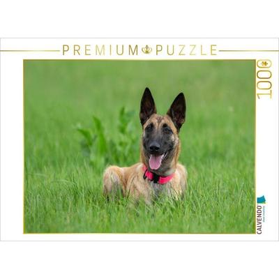 CALVENDO Puzzle Ein Motiv aus dem Kalender Traumhund Malinois | 1000 Teile Lege-Größe 64x48cm Foto-Puzzle für glückliche Stunden
