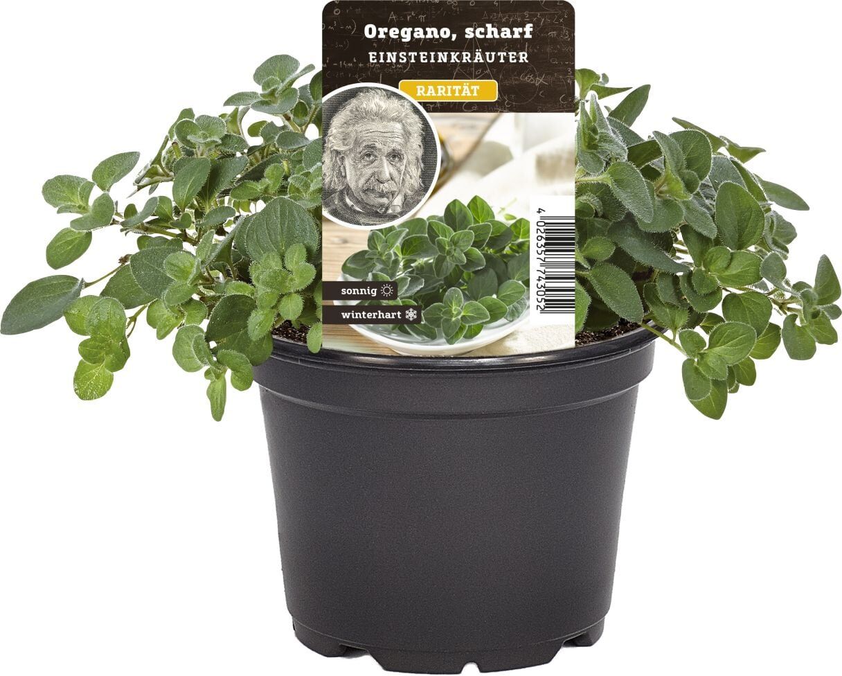 Pflanzen Einsteinkräuter - Oregano scharf 12 cm Topf