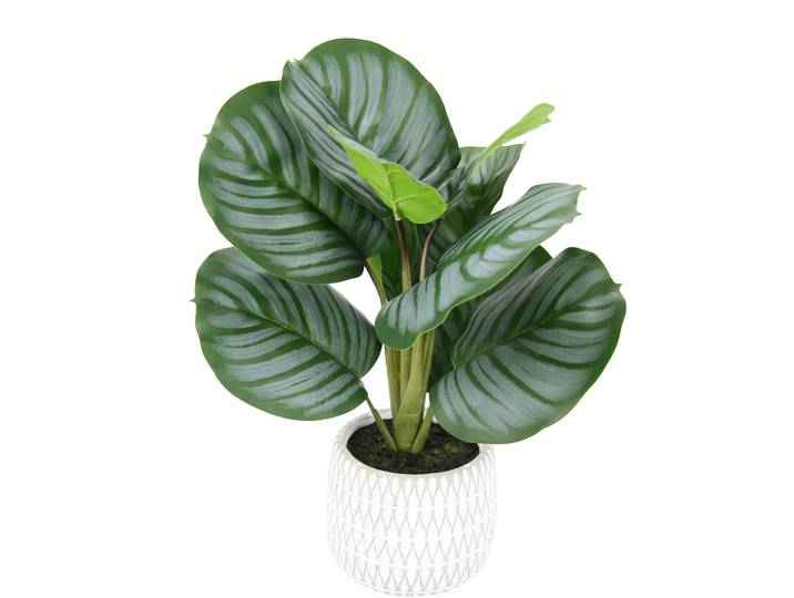 Kunstpflanze I.GE.A. Maranthus , grün, B:32cm H:43cm L:24cm, Kunstpflanzen, Kunstpflanze, Künstliche Korbmaranthe Galathea Medaillon Kunstpflanze Efeutute