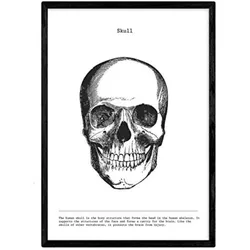 POSTER Anatomie Schädel A4 Schwarzer Rahmen