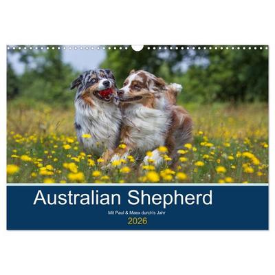 Australian Shepherd 2026 (Wandkalender 2026 DIN A3 quer), CALVENDO Monatskalender