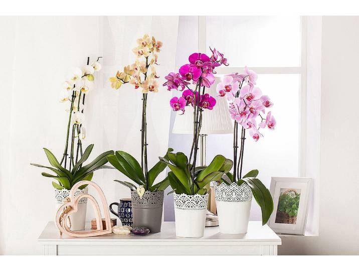 Qualité & Prix Schmetterlingsorchidee Phalaenopsis ⌀ 12 cm