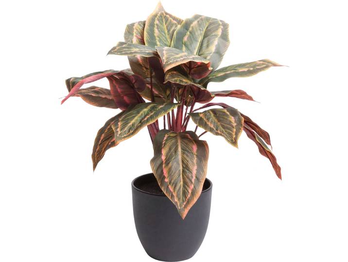 Künstliche Zimmerpflanze BOTANIC-HAUS Calathea , grün, B:38cm H:43cm T:38cm Ø:38cm, Kunststoff, Kunstpflanzen, Künstliche Zimmerpflanze