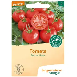 Tomate Berner Rose