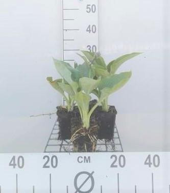 6 x Hosta hybride Big Daddy in pot van 9 x 9 cm van GRDplanten