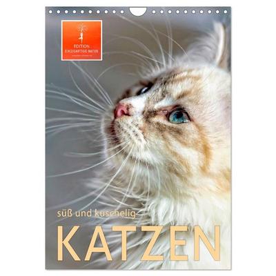 Katzen - süß und kuschelig (Wandkalender 2026 DIN A4 hoch), CALVENDO Monatskalender