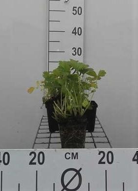 6 x Geum rivale Nelkenwurz in pot van 9 x 9 cm van GRDplanten