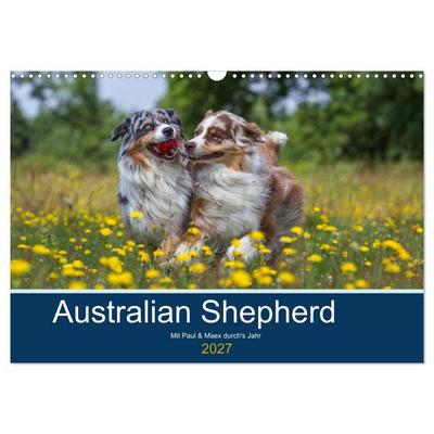 Australian Shepherd 2027 (Wandkalender 2027 DIN A3 quer), CALVENDO Monatskalender