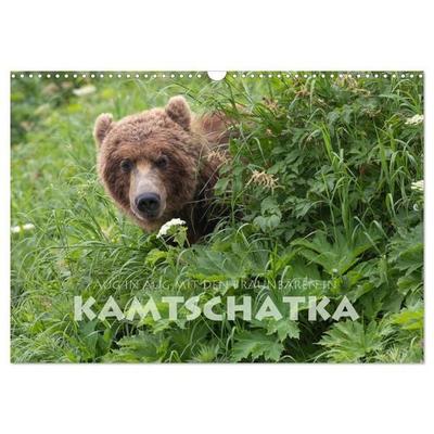 Aug in Aug mit den Braunbären in Kamtschatka (Wandkalender 2027 DIN A3 quer), CALVENDO Monatskalender