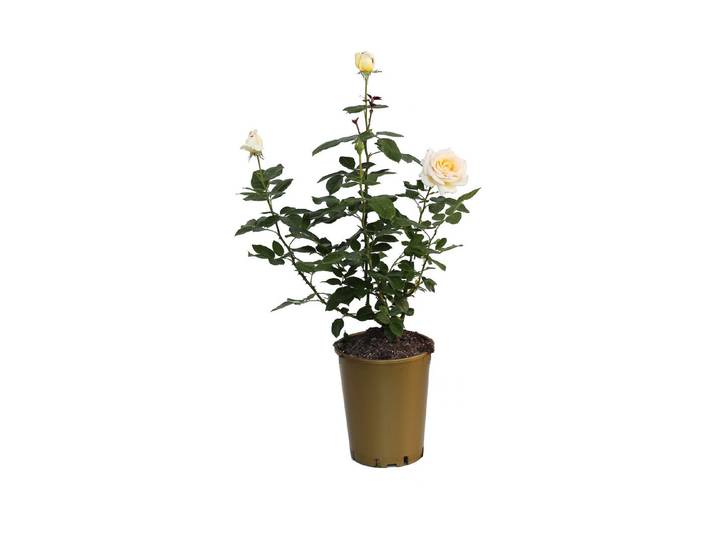 Edelrose Anastasia '®(Rosa 'Anastasia '®), TopfgrösseØ25cm'
