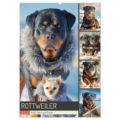 Rottweiler. Kraft, Herz und Treue (Wandkalender 2027 DIN A2 hoch), CALVENDO Monatskalender