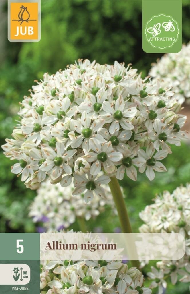 Jub Allium nigrum 5 bollen