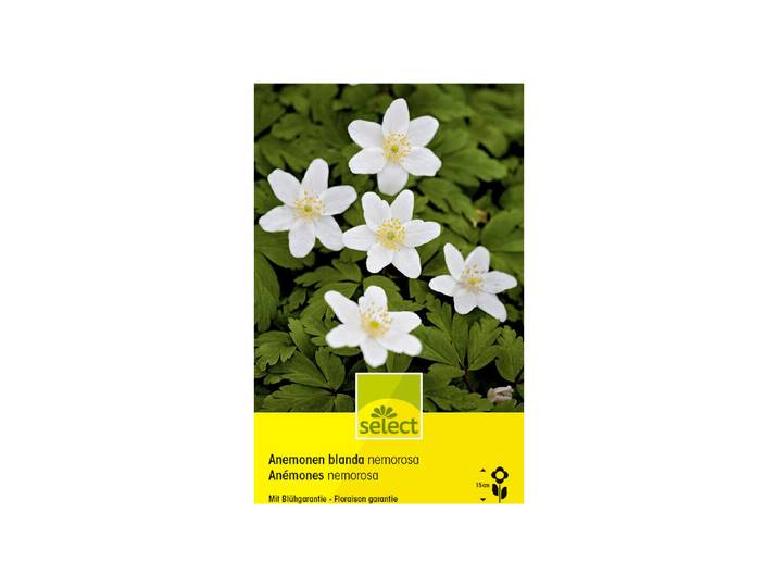 Select Blumenzwiebel Anemone nemerosa