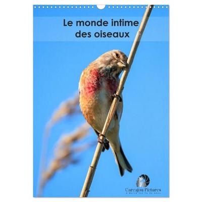 Le monde intime des oiseaux (Calendrier mural 2027 DIN A3 horizontal), CALVENDO calendrier mensuel