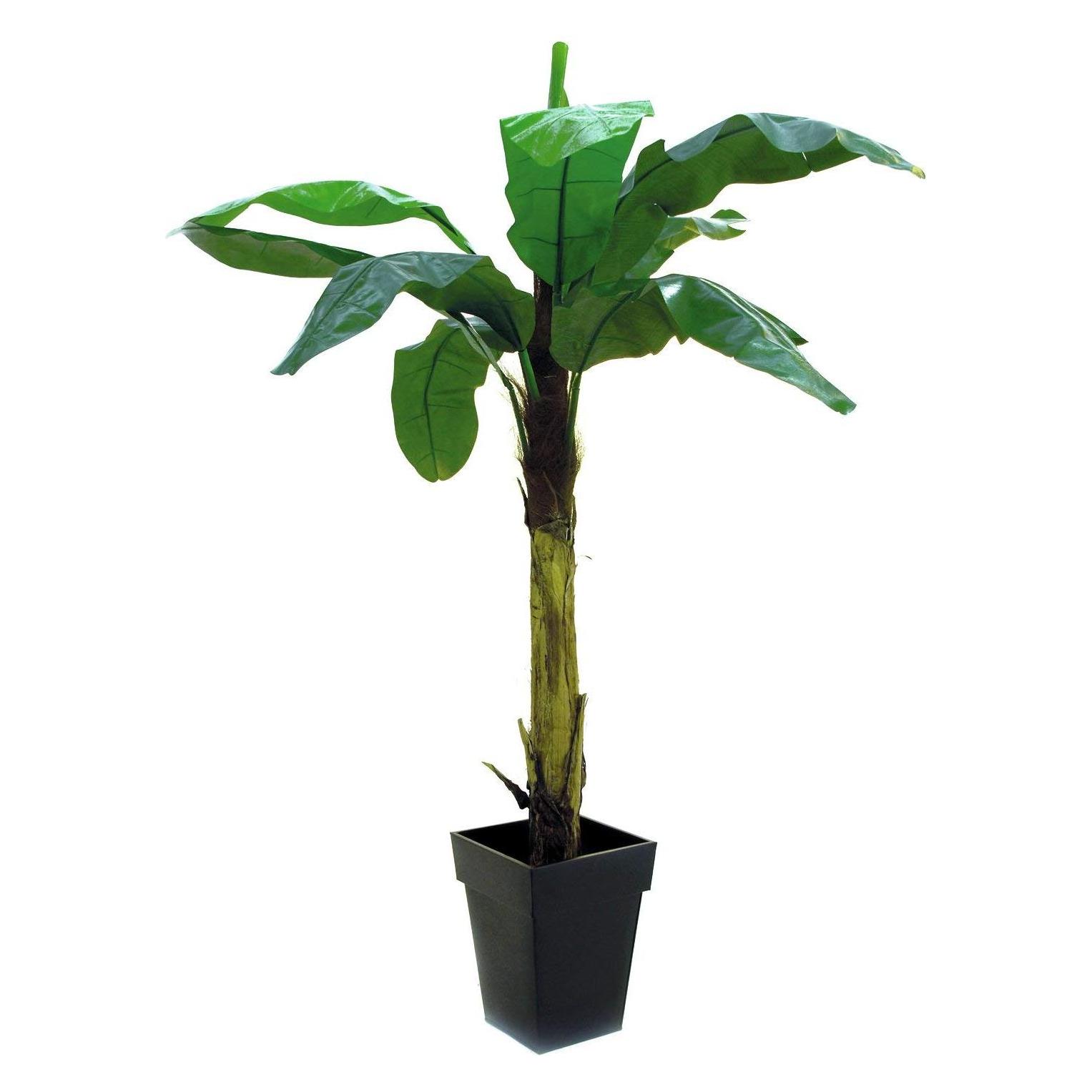 Europalms Bananenbaum (210 cm) (82509507)