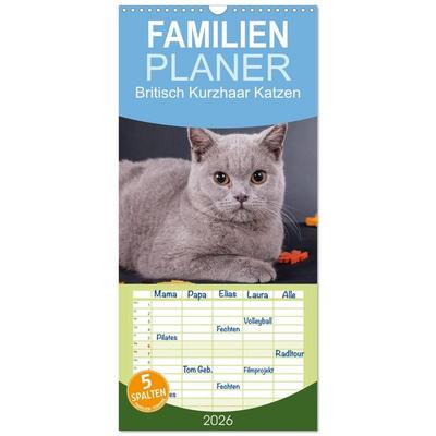 Familienplaner 2026 - Britisch Kurzhaar Katzen mit 5 Spalten (Wandkalender, 21 x 45 cm) CALVENDO