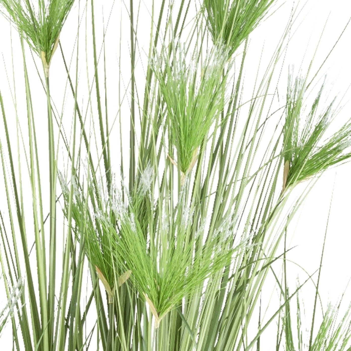 Gasper Cyperus Gras im Kunsstofftopf H: 210 cm