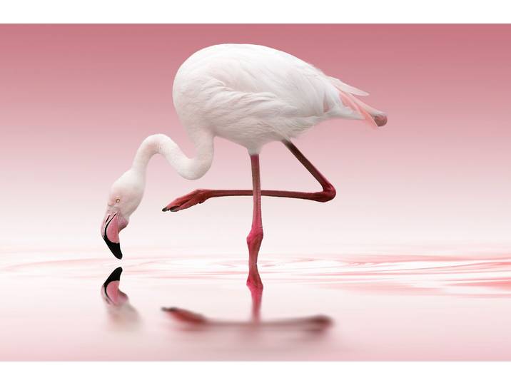 Fototapete PAPERMOON Photo-Art DORIS REINDL, FLAMINGO , bunt, B:2m L:1,49m, Vlies, Tapeten, Fototapete