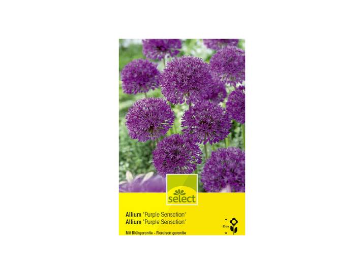 Select Zierlauch Allium aflatunense Purple Sensation ''