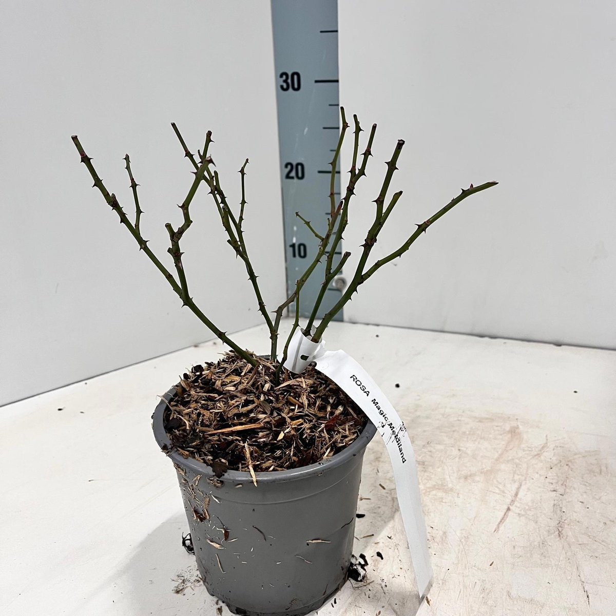 Rosa (H) 'Magic Meidiland' ® Roos in pot, 10-15 cm