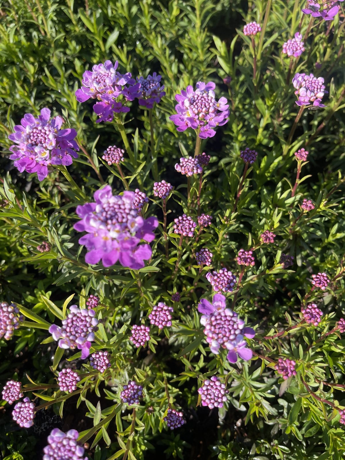 6 x Iberis Sempervirens Absolutely Amethyst Eeuwige sneeuwklok - Pot van 9 x 9 cm - GRDplanten